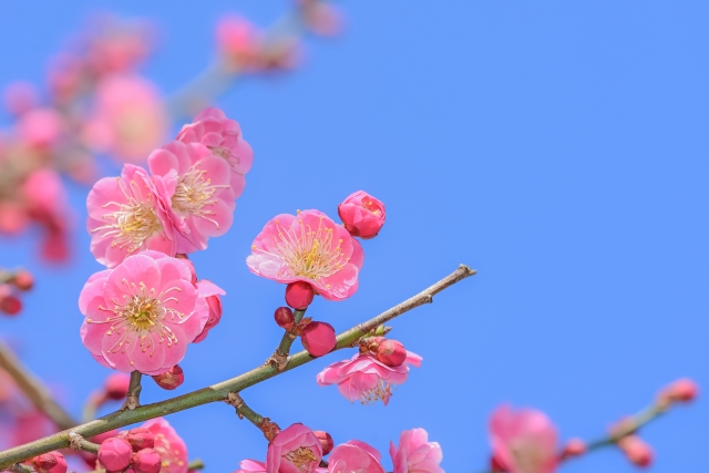 梅の花の写真